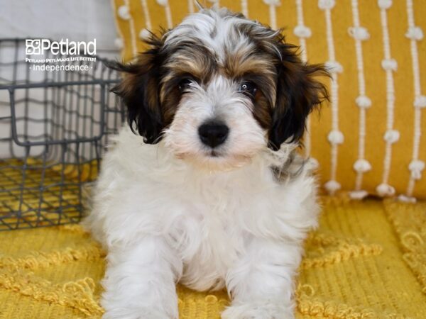 Schnoodle DOG Male Sable & White 5038 Petland Independence, Missouri