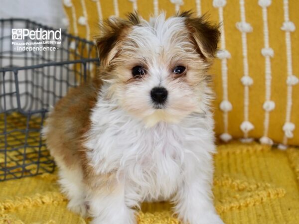 Morkie DOG Male Tan & White 5042 Petland Independence, Missouri