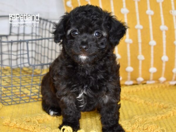 Miniature Goldendoodle 2nd Gen-DOG-Female-Black-5037-Petland Independence & Lee's Summit, MO
