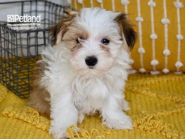 Morkie DOG Male Tan & White 5041 Petland Independence, Missouri