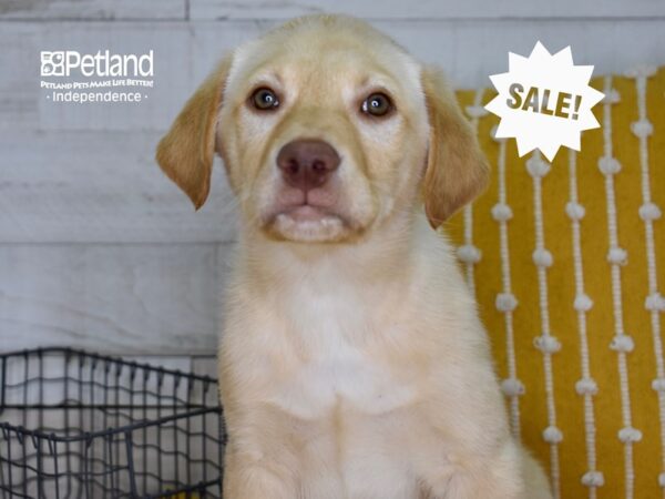 Labrador Retriever-DOG-Male-Yellow-4933-Petland Independence, Missouri