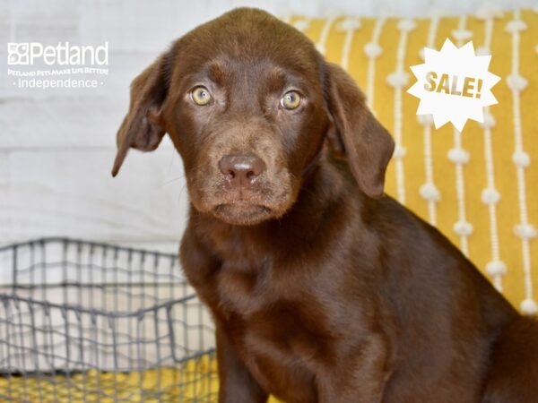 Labrador Retriever-DOG-Female-Chocolate-4932-Petland Independence, Missouri