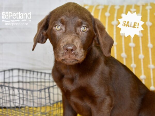 Labrador Retriever DOG Female Chocolate 4932 Petland Independence, Missouri