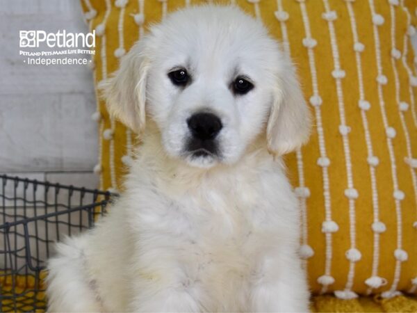 Golden Retriever DOG Female Light Golden 5044 Petland Independence, Missouri