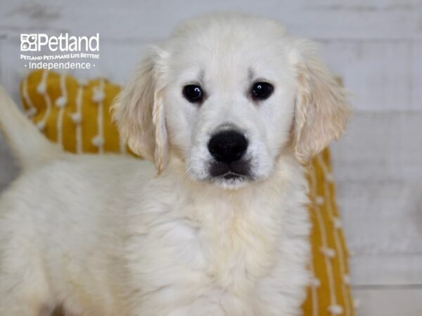 Golden Retriever DOG Male Light Golden 5045 Petland Independence, Missouri