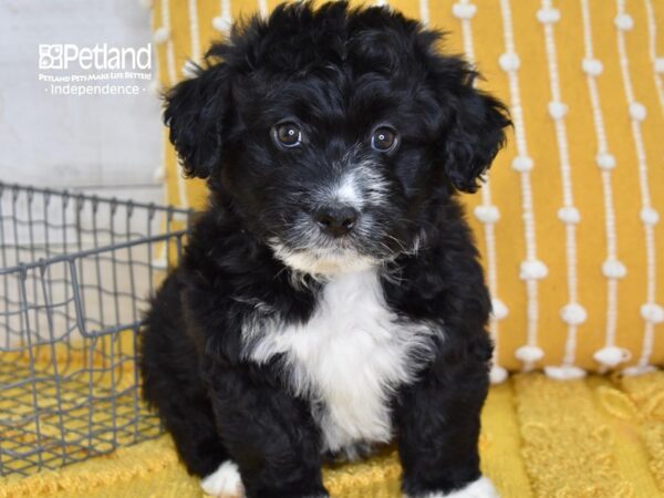 Miniature Aussiedoodle DOG Male Black & White 5046 Petland Independence, Missouri