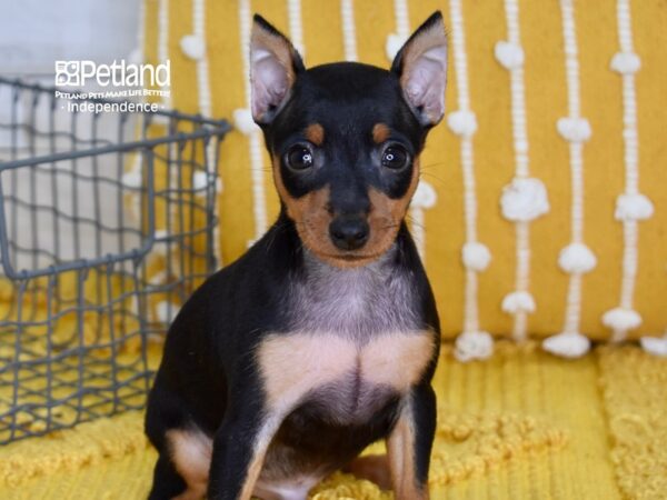 Miniature Pinscher DOG Male Black & Rust 5048 Petland Independence, Missouri