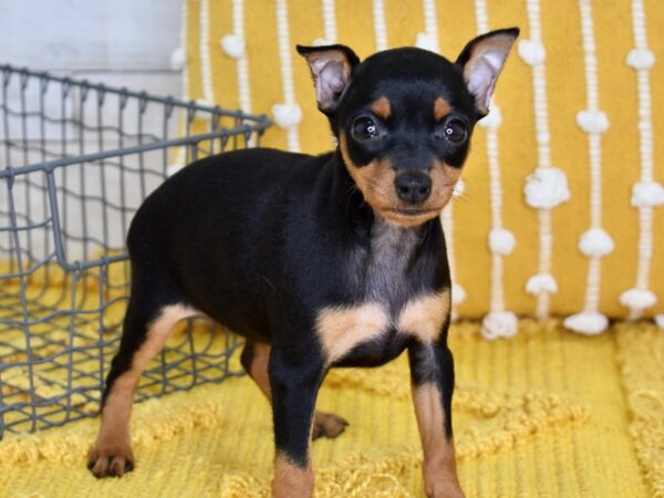 Miniature Pinscher-DOG-Female-Black & Rust-5049-Petland Independence, Missouri