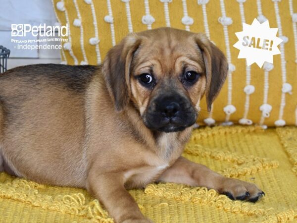 Puggle DOG Female Tan 4996 Petland Independence, Missouri