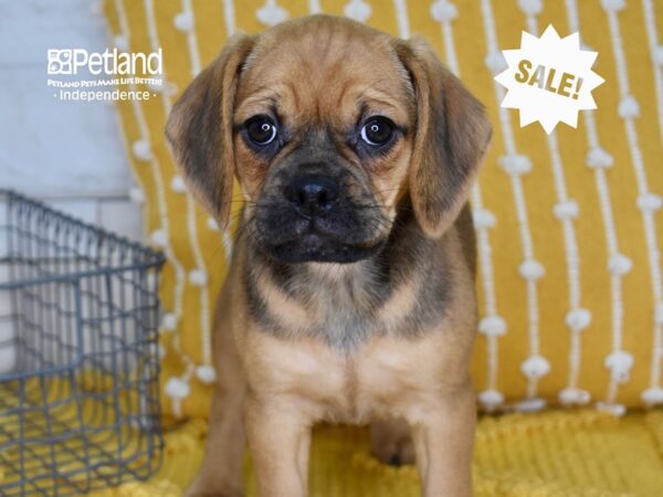 Puggle DOG Female Tan 4995 Petland Independence, Missouri