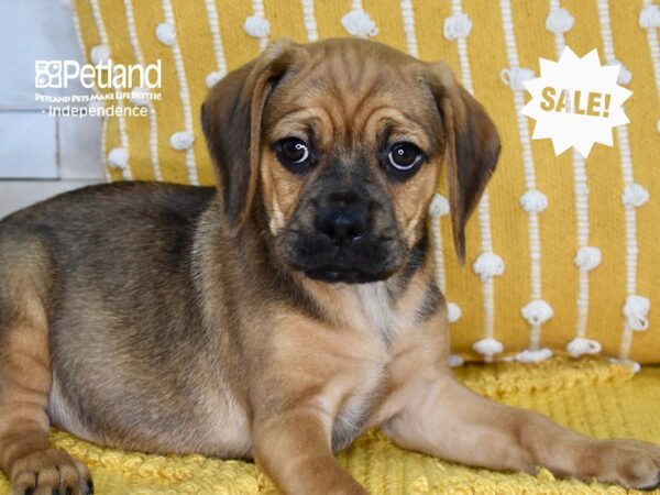 Puggle-DOG-Male-Tan-4994-Petland Independence, Missouri