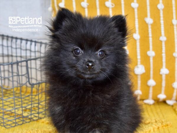 Pomeranian DOG Female Black 5050 Petland Independence, Missouri