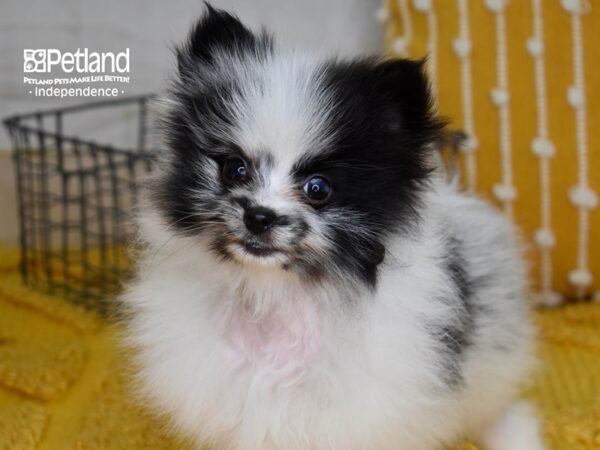 Pomeranian DOG Male Black Parti Merle 5051 Petland Independence, Missouri