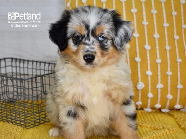 Miniature Australian Shepherd DOG Female Blue Merle 5052 Petland Independence, Missouri