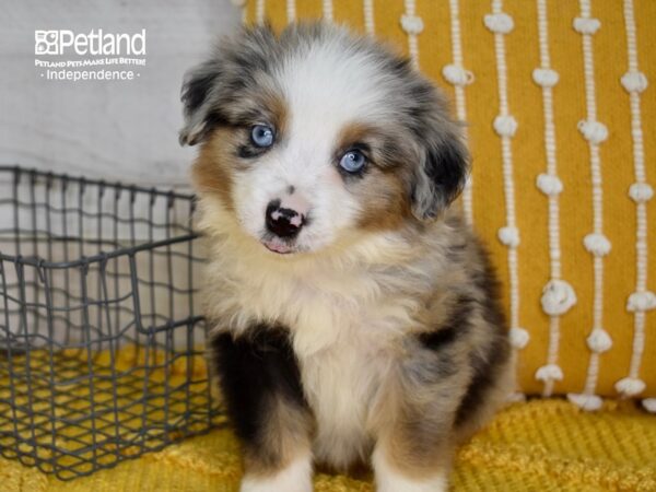 Miniature Australian Shepherd-DOG-Male-Blue Merle-5053-Petland Independence & Lee's Summit, MO