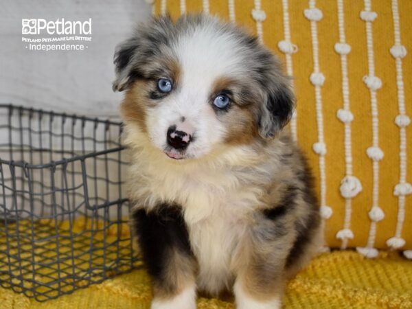 Miniature Australian Shepherd DOG Male Blue Merle 5053 Petland Independence, Missouri