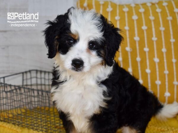 Miniature Bernadoodle DOG Male Tri 5054 Petland Independence, Missouri