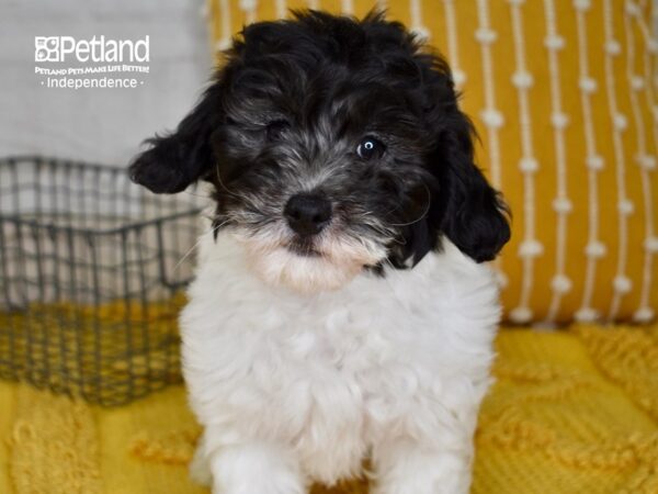 Miniature Goldendoodle 2nd Gen DOG Male Black & White 5034 Petland Independence, Missouri