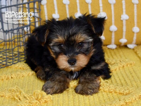 Yorkshire Terrier-DOG-Male-Black & Tan-5056-Petland Independence & Lee's Summit, MO