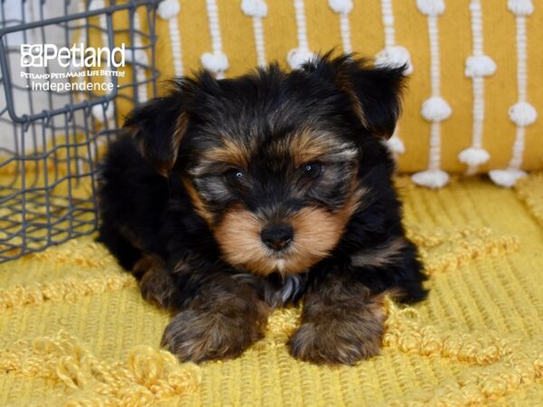 Yorkshire Terrier DOG Male Black & Tan 5056 Petland Independence, Missouri