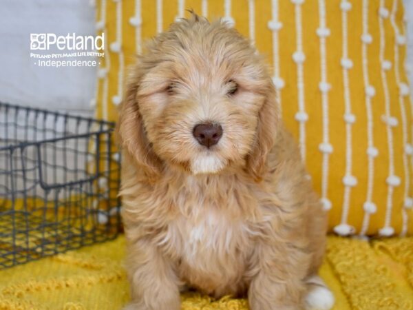 Miniature Goldendoodle 2nd Gen DOG Male Apricot 5061 Petland Independence, Missouri