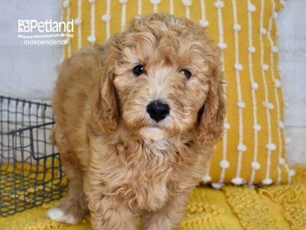 Miniature Goldendoodle 2nd Gen-DOG-Male-Apricot-5059-Petland Independence & Lee's Summit, MO