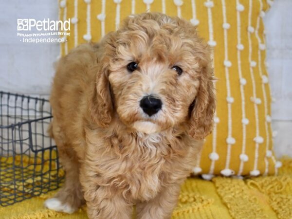 Miniature Goldendoodle 2nd Gen DOG Male Apricot 5059 Petland Independence, Missouri