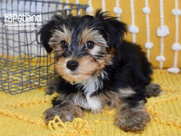 Yorkshire Terrier-DOG-Male-Black & Tan-5057-Petland Independence & Lee's Summit, MO