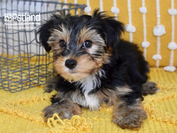 Yorkshire Terrier DOG Male Black & Tan 5057 Petland Independence, Missouri