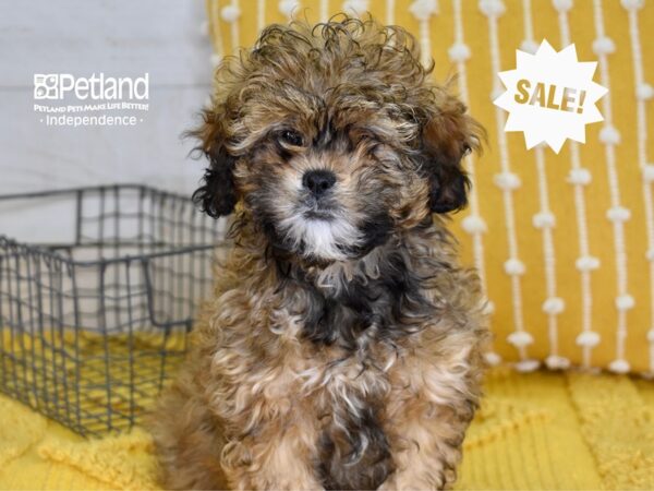 Shih Poo DOG Male Sable 4894 Petland Independence, Missouri