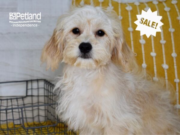 Cavachon-DOG-Female-Buff & White-4937-Petland Independence, Missouri