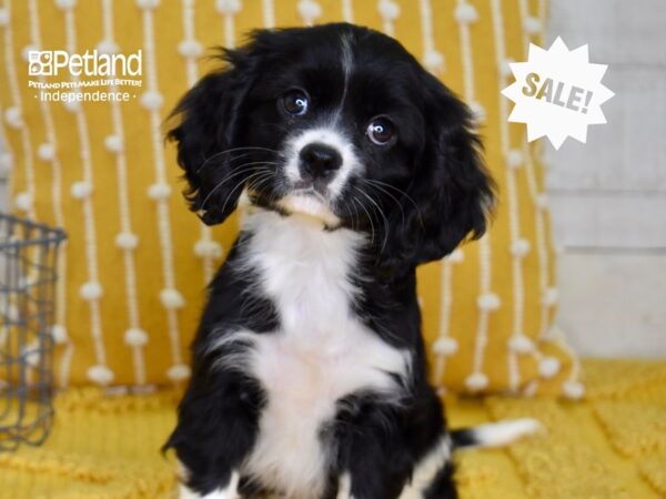 Cockalier DOG Female Black & White 4923 Petland Independence, Missouri