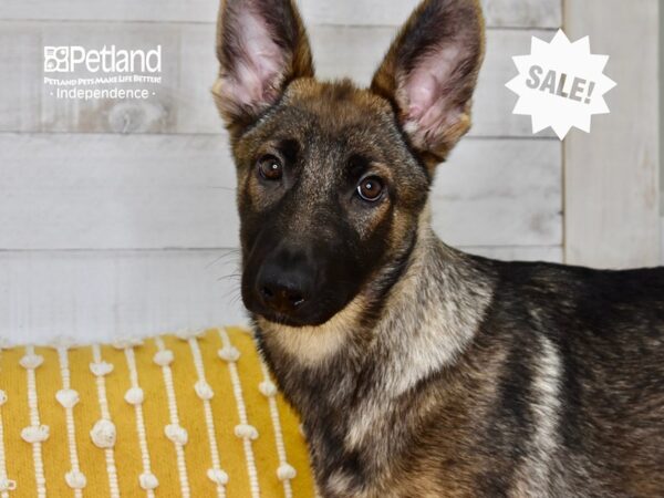 German Shepherd-DOG-Female-Sable-5058-Petland Independence & Lee's Summit, MO