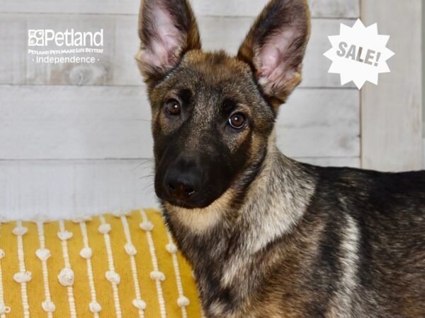 German Shepherd DOG Female Sable 5058 Petland Independence, Missouri