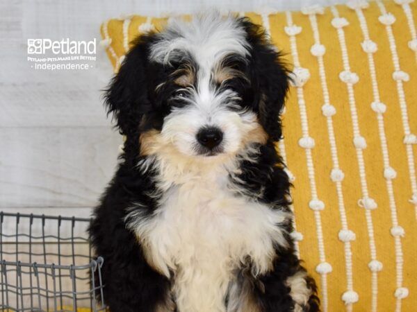 Miniature Bernadoodle-DOG-Female-Tri-5055-Petland Independence & Lee's Summit, MO