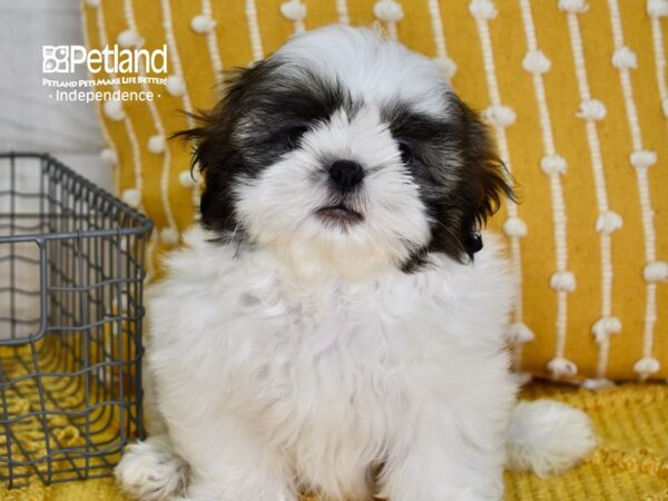 Shih Tzu-DOG-Male-Brindle & White-5062-Petland Independence, Missouri