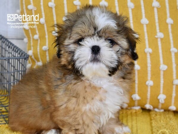 Shih Tzu-DOG-Male-Sable-5063-Petland Independence, Missouri