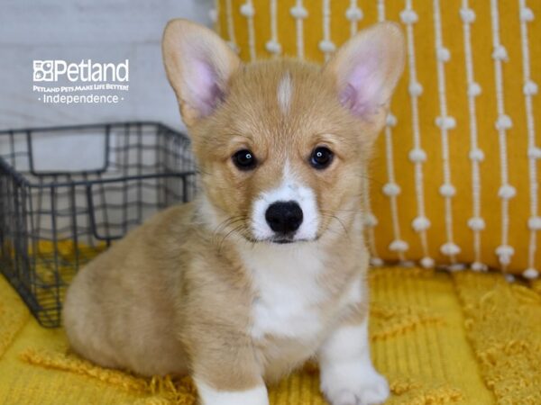 Pembroke Welsh Corgi DOG Male Sable 5065 Petland Independence, Missouri