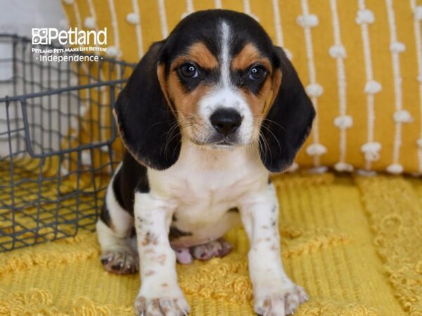 Beagle DOG Male Tri 5077 Petland Independence, Missouri