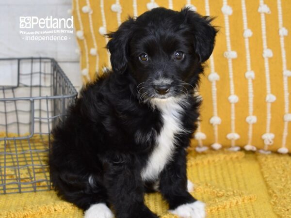 Miniature Aussiedoodle-DOG-Male--5070-Petland Independence & Lee's Summit, MO