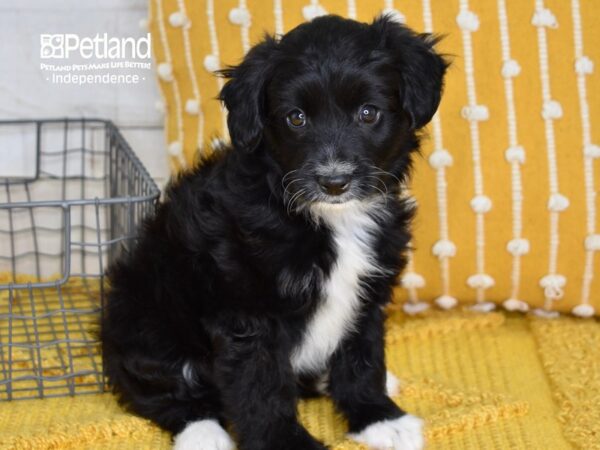 Miniature Aussiedoodle DOG Male 5070 Petland Independence, Missouri