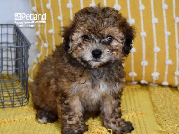 Morkie-Poo DOG Female Sable 5068 Petland Independence, Missouri