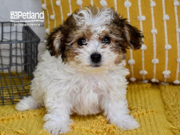 Morkie-Poo DOG Female Brown & White 5069 Petland Independence, Missouri