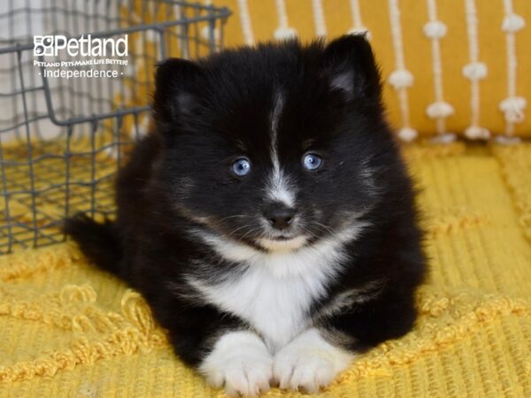 Pomsky 2nd Gen DOG Female Black & White 5074 Petland Independence, Missouri