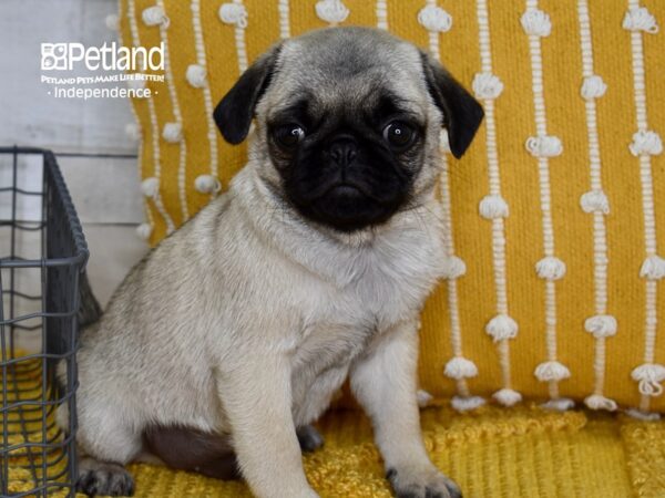 Pug DOG Male Fawn 5075 Petland Independence, Missouri