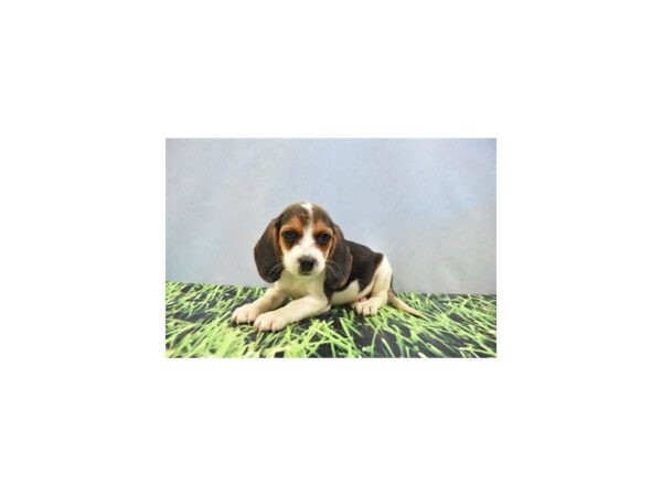 Beagle-DOG-Male-Tri-5077-Petland Independence, Missouri
