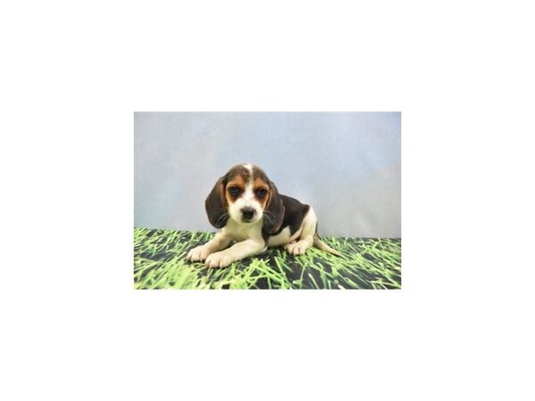 Beagle DOG Male Tri 5077 Petland Independence, Missouri