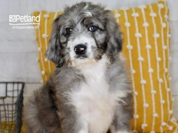 Bernadoodle DOG Female Merle 5081 Petland Independence, Missouri