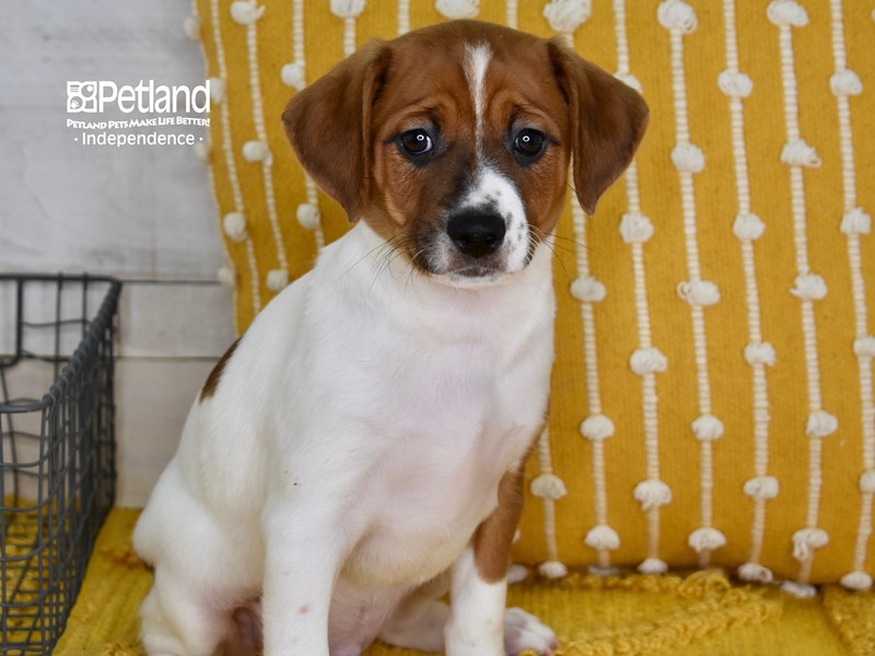 Jack Russell Terrier-DOG-Male-Tan & White-3683974-Petland Independence, Missouri
