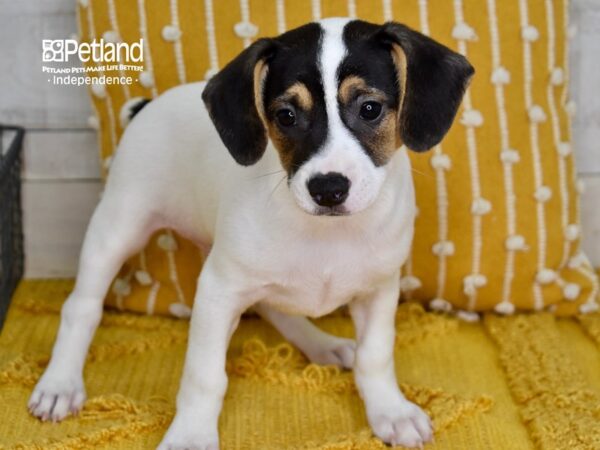 Jack Russell Terrier-DOG-Male-Tan & White-5079-Petland Independence & Lee's Summit, MO